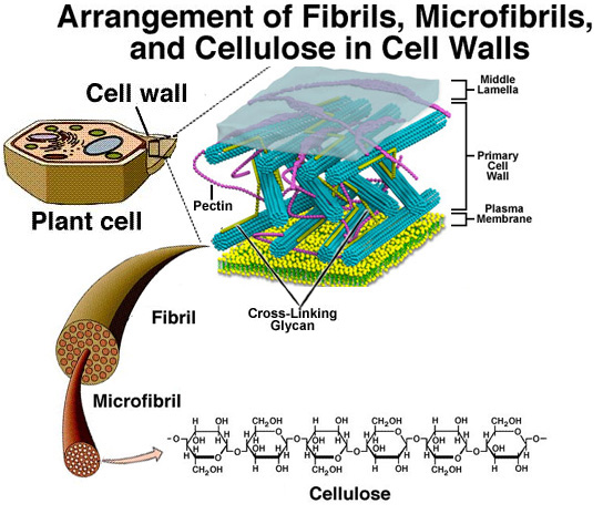 plant cell wall layers