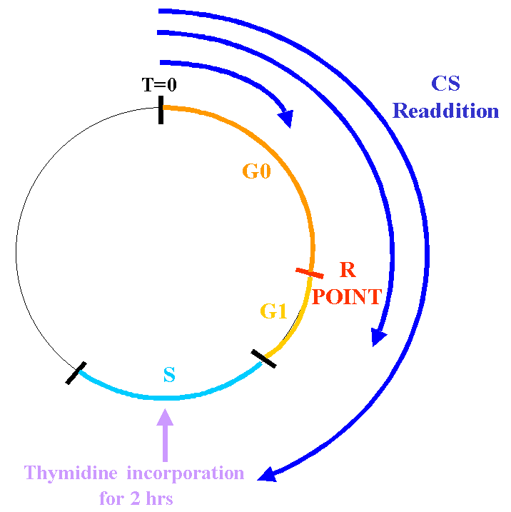 Hrs Cells