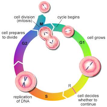 cell cycle facs