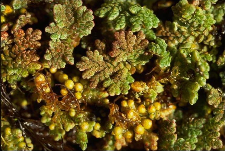 Azolla filiculoides